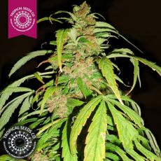 Tropical Seeds Smooth Smoke