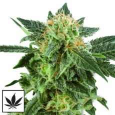 White Label Seeds Snow Ryder Automatic