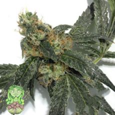 Trichome Jungle Seeds Sour Mandarina