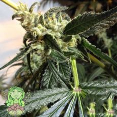 Trichome Jungle Seeds Sour Mantis