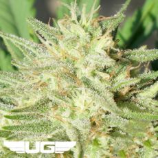 Ultra Genetics Seeds Space Grape