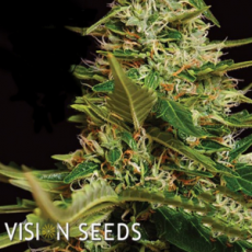 Vision Seeds Super Skunk AUTO