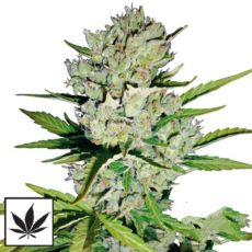White Label Seeds Super Skunk Automatic