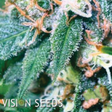 Vision Seeds Super Skunk