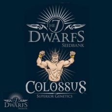 The 7 Dwarfs Seeds Colossus Autoflowering