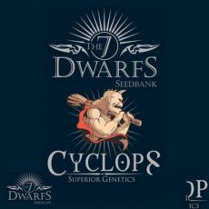 The 7 Dwarfs Seeds Cyclops Autoflowering