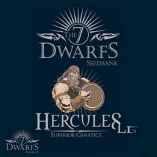 The 7 Dwarfs Seeds Hercules Autoflowering