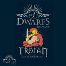 The 7 Dwarfs Seeds Trojan Autoflowering