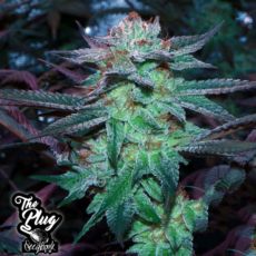 The Plug Seedbank Sherb Tree