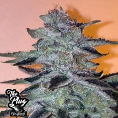 The Plug Seedbank Strawbanana Glue