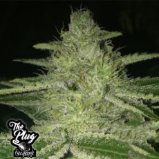 The Plug Seedbank Strawnana Wifi