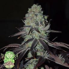 Trichome Jungle Seeds Hadouken
