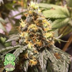 Trichome Jungle Seeds Jungle Rose
