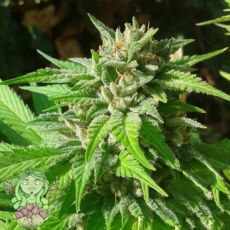 Trichome Jungle Seeds Jungle SFVTK