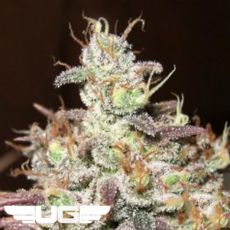Ultra Genetics Seeds Sugar Tits