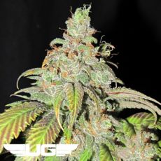 Ultra Genetics Seeds Ultra Grapefruit