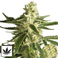 White Label Seeds White Diesel Haze Automatic
