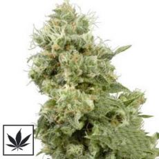 White Label Seeds Sensi Star