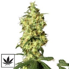 White Label Seeds White Widow Automatic