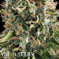 Vision Seeds White Widow