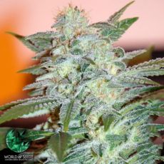 World of Seeds Legend Collection Yumbolt 47