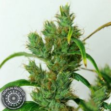 Tropical Seeds Zamalmystik