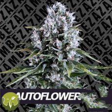 Zambeza Seeds Northern Force AUTO
