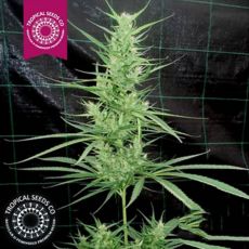 Tropical Seeds Zambian