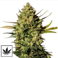 White Label Seeds Master Kush Automatic