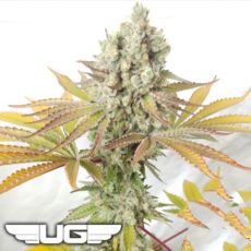 Ultra Genetics Seeds Sour Grape Widow