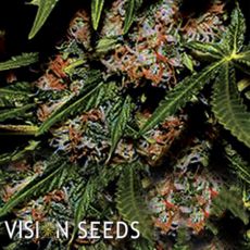 Vision Seeds Mighty Mango Bud
