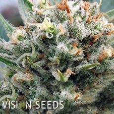 Vision Seeds Supreme Lemon