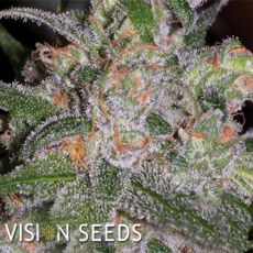 Vision Seeds Vision Cookies