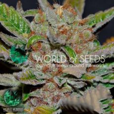 World of Seeds Bubba Haze