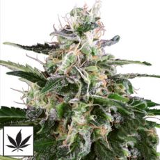 White Label Seeds White Skunk Automatic