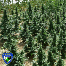 Symbiotic Genetics Seeds Wedding Crasher