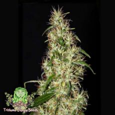 Trichome Jungle Seeds So High Sativa
