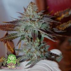 Trichome Jungle Seeds Lurry Smurf