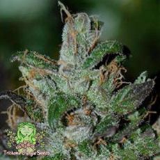 Trichome Jungle Seeds Shambhala Kush