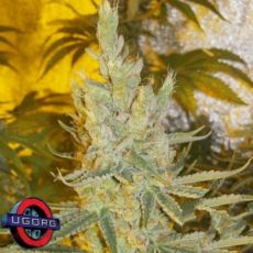 Underground Originals Seeds Smellyberry