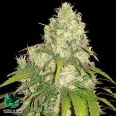 World of Seeds Medical Collection Afghan Kush x Yumbolt