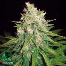 World of Seeds Medical Collection Mazar X Great White Shark