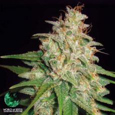 World of Seeds Medical Collection Mazar x White Rhino