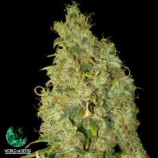 World of Seeds Medical Collection Northern Lights x Skunk