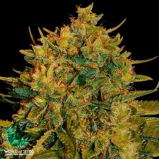 World of Seeds Medical Collection Northern Lights x Big Bud