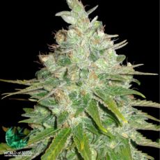 World of Seeds Medical Collection Afghan Kush X Black Domina