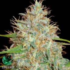 World of Seeds Medical Collection Afghan Kush x Skunk