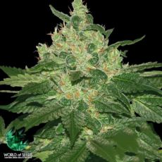 World of Seeds Pure Origin Collection Afghan Kush