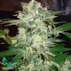 World of Seeds Legend Collection Mazar Kush