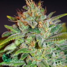 World of Seeds Legend Collection Skunk 47